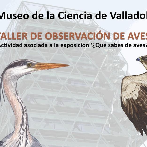 taller aves