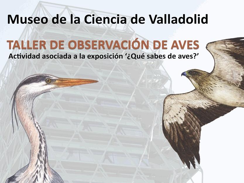 taller aves